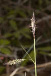 Barratt's sedge